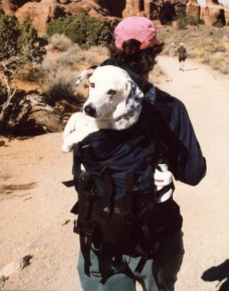 Dog pack: A backpack for carrying your dog. Right.